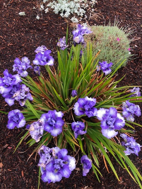 iris, purple, white, bloom